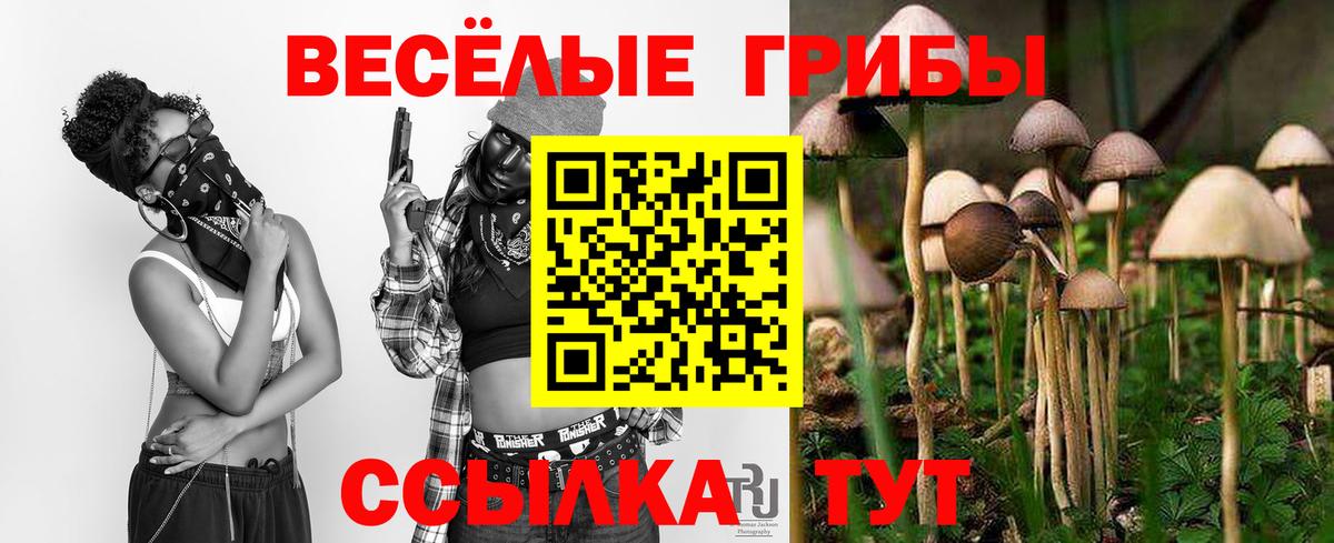Галлюциногенные грибы Psilocybine cubensis Москва